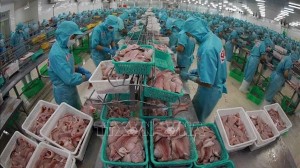 Vietnam’s tra fish export tipped to bounce back: General Department of Customs