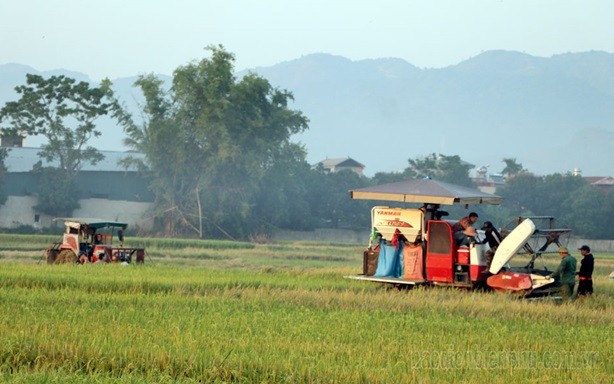 Dien Bien's agricultural sector: Determined to maintain its role as 'backbone' of the economy