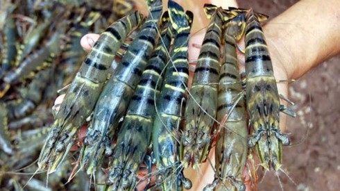 Ca Mau envisions largest shrimp industry centre of Vietnam
