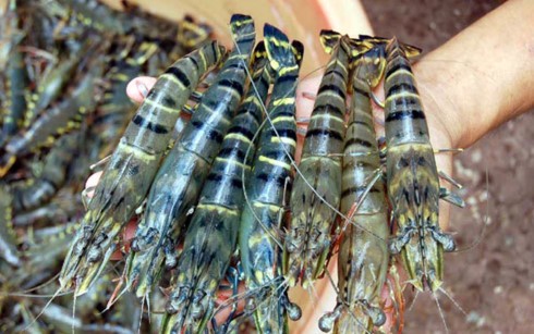 Ca Mau envisions largest shrimp industry hub of Vietnam