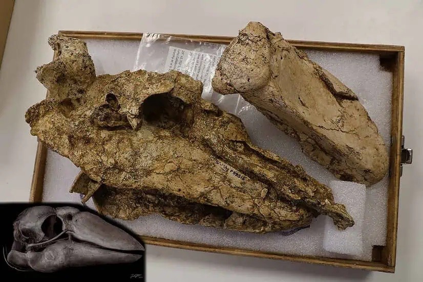 Australia phát hiện hộp sọ nguyên vẹn của loài chim khổng lồ tuyệt chủng tại lòng hồ cạn