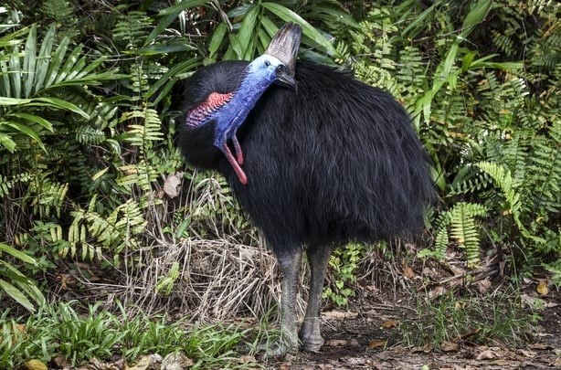 Australia nỗ lực cứu loài chim khổng lồ không biết bay khỏi nguy cơ tuyệt chủng