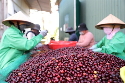 Coffee exports reach 2.9 billion USD in five months