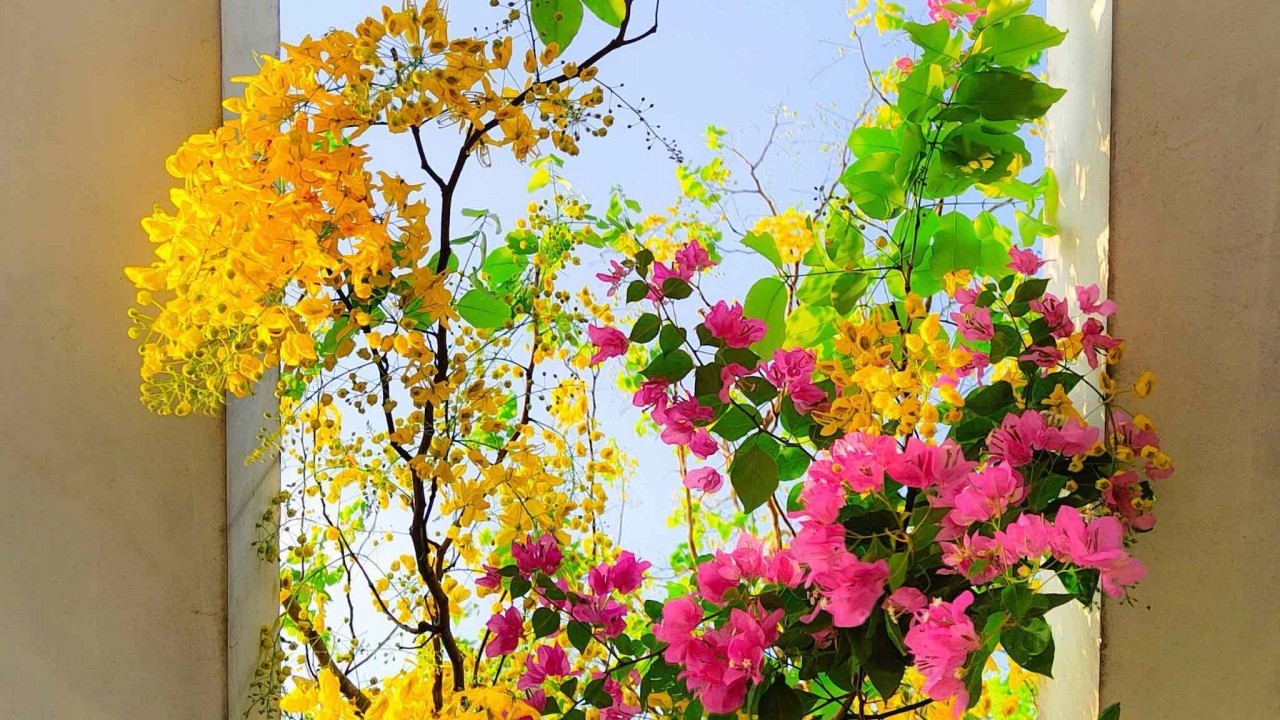 Ngắm những loài hoa của mùa Hè khoe sắc rực rỡ trên phố phường Hà Nội