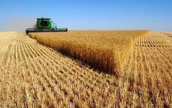 Thời tiết bất lợi, Nga khẳng định đáp ứng các cam kết về xuất khẩu ngũ cốc