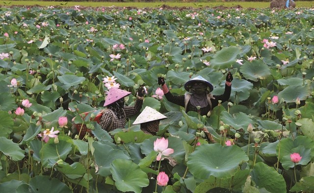 Farmers in Hưng Thạnh Commune, Tháp Mười District harvest lotus. (Photo: VNA/VNS)