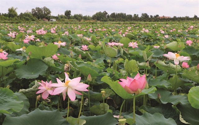 Lotus field in Lang Bien Commune, Thap Muoi district. (Photo: VNA/VNS)