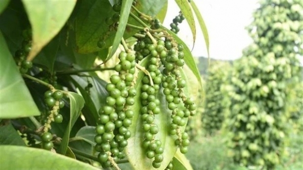Vietnam's pepper export nears 500 million USD: Pepper and Spice Association