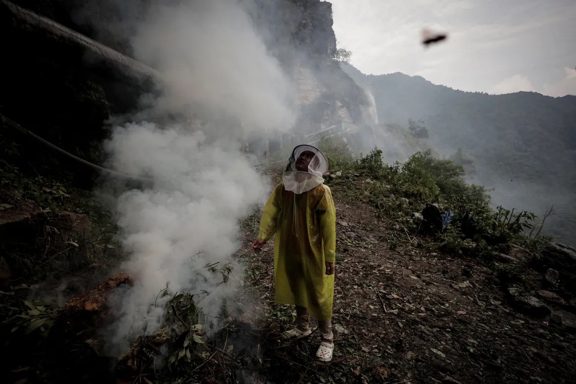 Biến đổi khí hậu: Nghề thu mật ong truyền thống lâu đời ở Nepal bị ‘đe doạ’