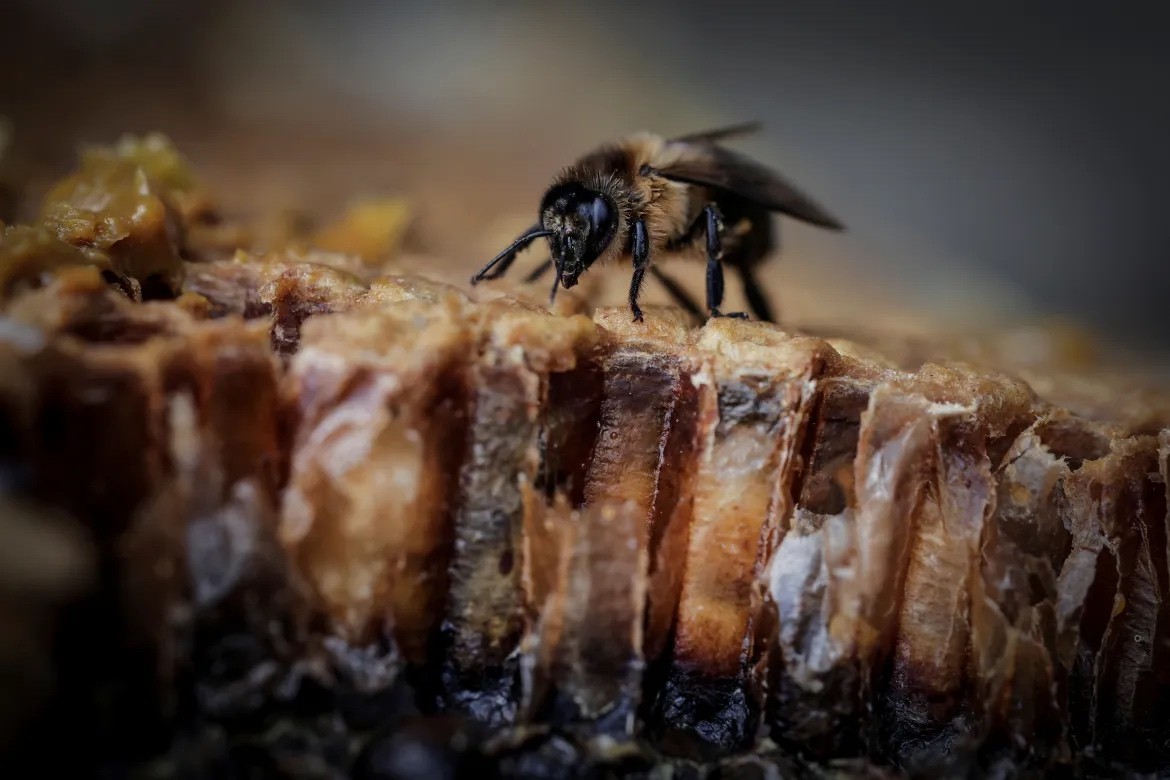 Biến đổi khí hậu: Nghề thu mật ong truyền thống lâu đời ở Nepal bị ‘đe doạ’