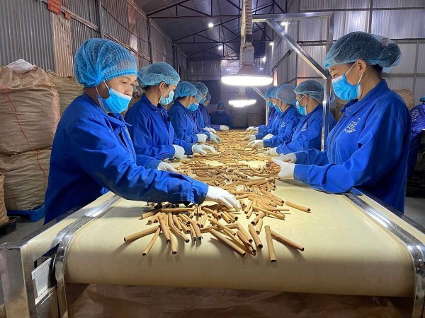 Vietnam's cinnamon exports hits over 96.3 million USD in five months