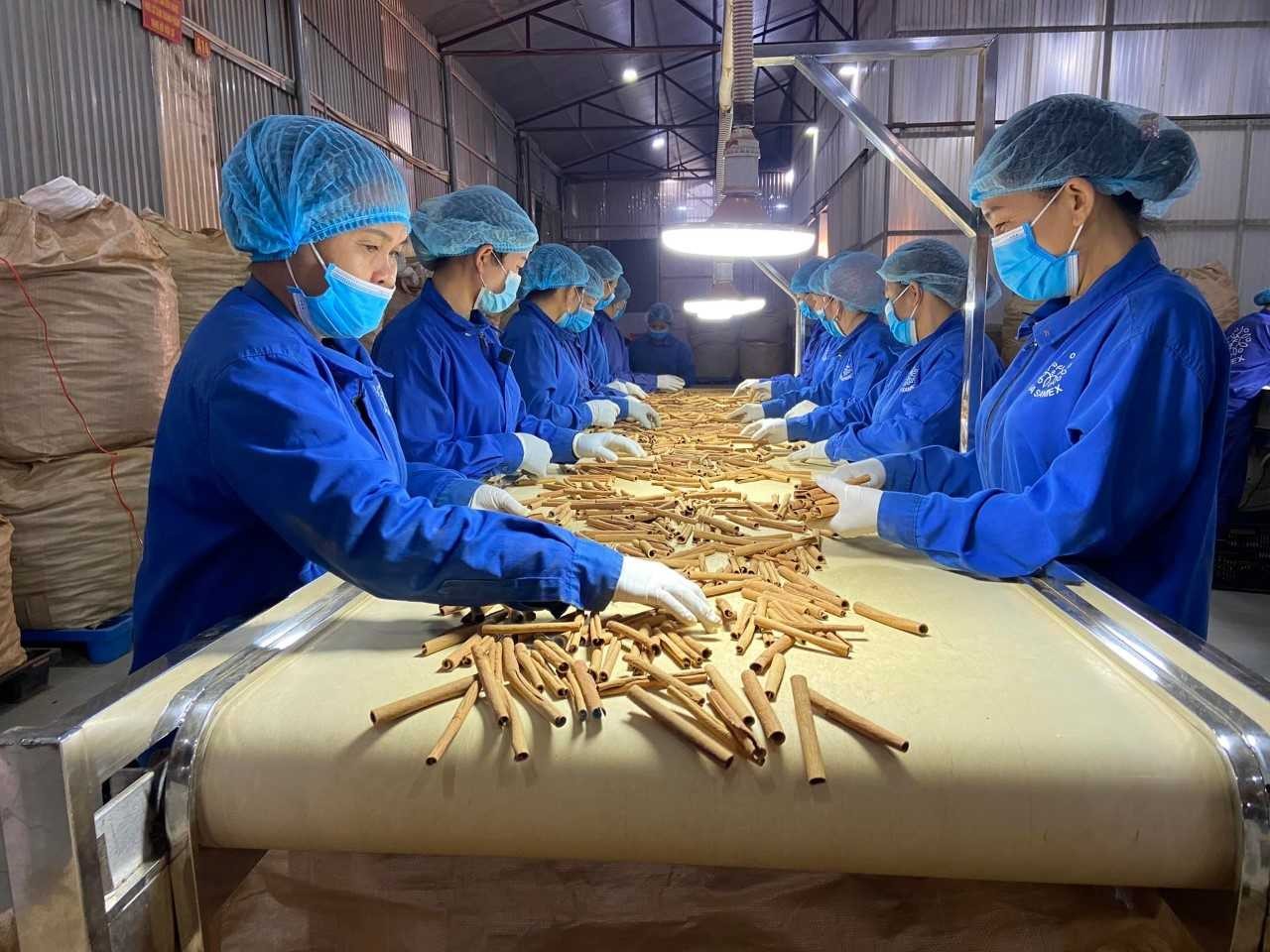 Vietnam's cinnamon exports hits over 96.3 million USD in five months