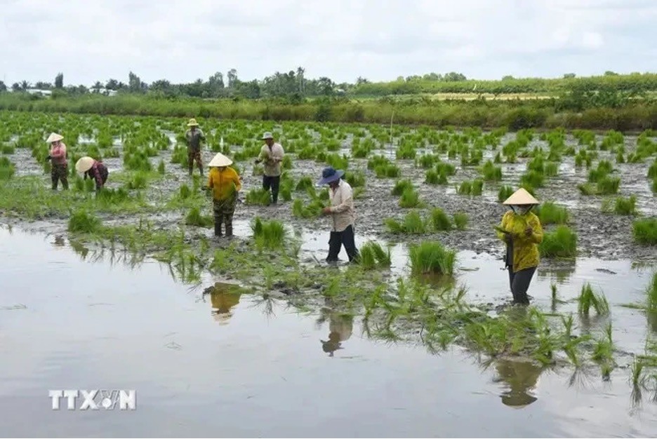 Ca Mau farmers begin planting rice on shrimp farming land. (Photo: VNA)
