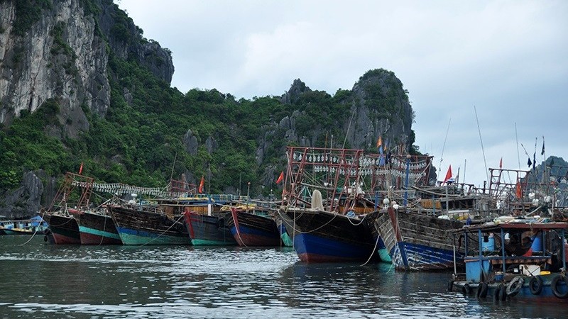Quang Ninh aims to become a fisheries hub in the northern region
