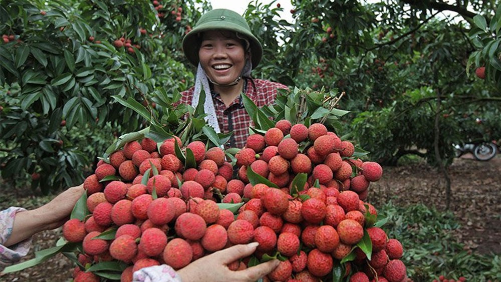 Vietnamese lychees become familiar to Thai consumers