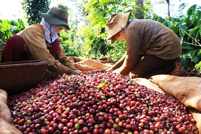 Coffee exports exceed 3 billion USD