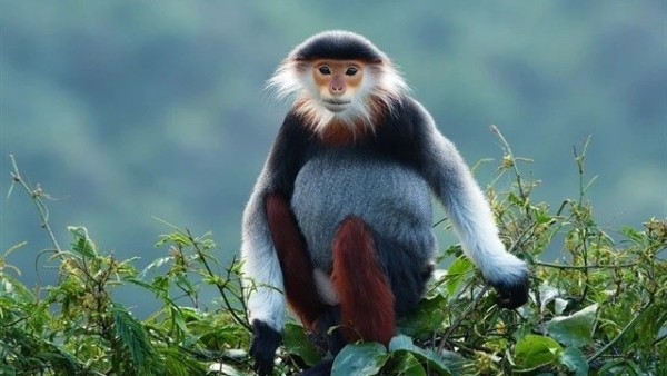 Quang Ngai, Da Nang approve two conservation projects to protect langurs