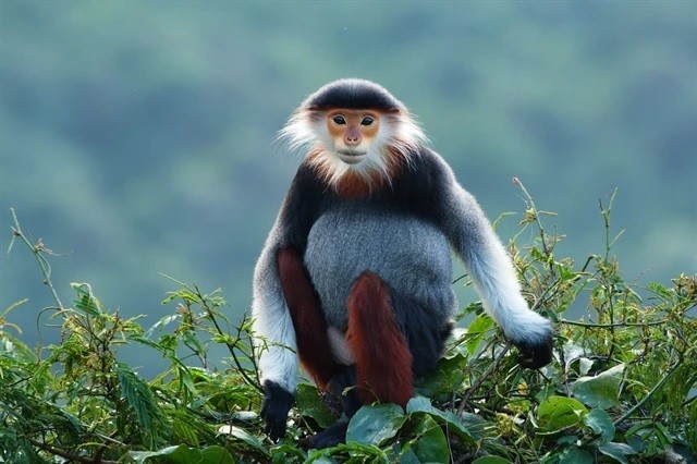 Quang Ngai, Da Nang approve two conservation projects to protect langurs