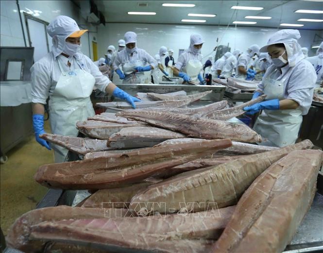 Australia shares experience in IUU fishing combat with Vietnam: Australian expert