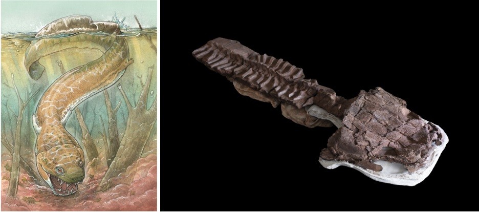 Phát hiện hóa thạch sinh vật giống kỳ nhông xuất hiện trước khủng long
