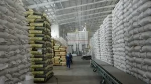 Vietnamese rice export prices stay high in H1: General Department of Customs