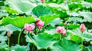 Hanoi ready for first lotus festival