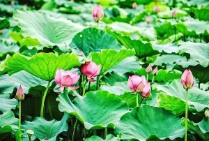 Hanoi ready for first lotus festival