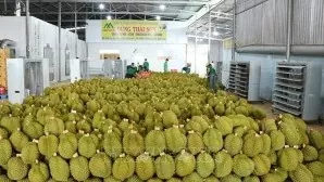 Favourable conditions in place for stronger fruit exports: MARD