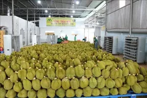 Favourable conditions in place for stronger fruit exports