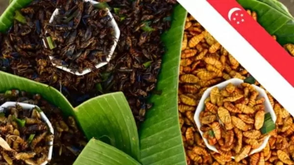 Singapore chính thức cho phép sử dụng côn trùng làm thực phẩm