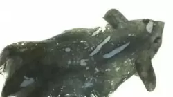 Trung Quốc xác định loài mực ma cà rồng hoàn toàn mới