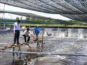 Over 23 million USD for Ca Mau’s fisheries sustainable development