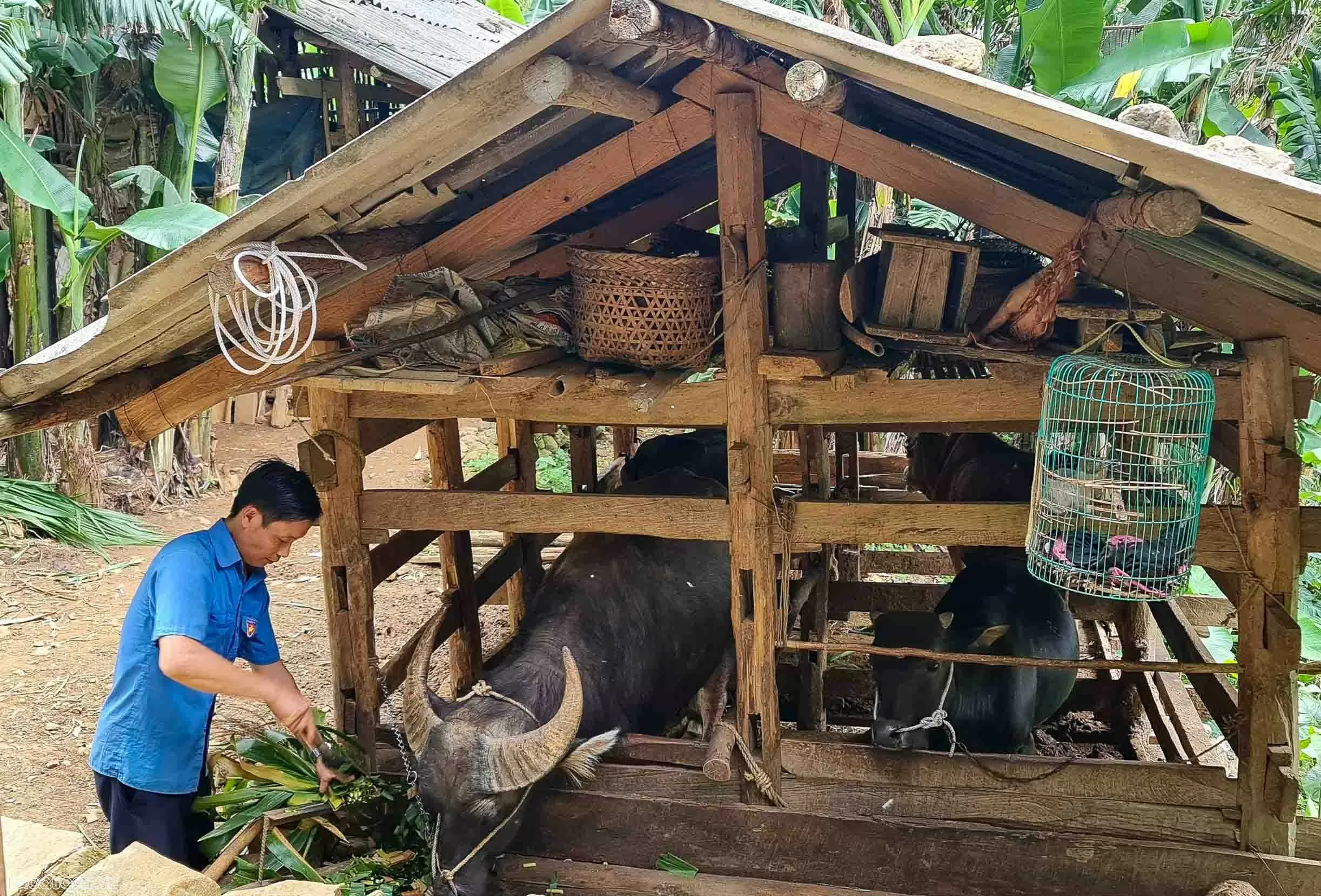 Bài 1: Từ căn nhà kiên cố giữa nương ngô và ước mơ đổi thay của người dân vùng biên Bài 1: Từ căn nhà kiên cố giữa nương ngô và ước mơ đổi thay của người dân vùng biên