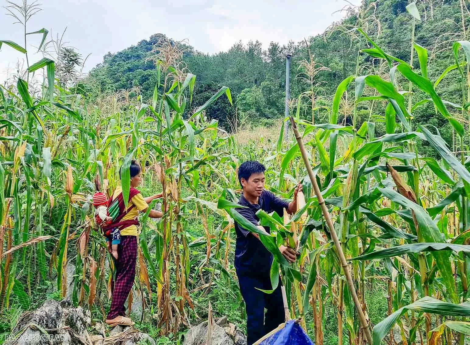 Bài 1: Từ căn nhà kiên cố giữa nương ngô và ước mơ đổi thay của người dân vùng biên Bài 1: Từ căn nhà kiên cố giữa nương ngô và ước mơ đổi thay của người dân vùng biên