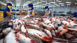Tra fish export to CPTPP market reaches 114 mln USD: General Department of Vietnam Customs