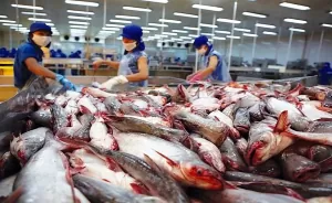 Tra fish export to CPTPP market reaches 114 mln USD as of June 15