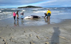 Xác cá voi răng thuổng siêu hiếm dạt vào bãi biển New Zealand