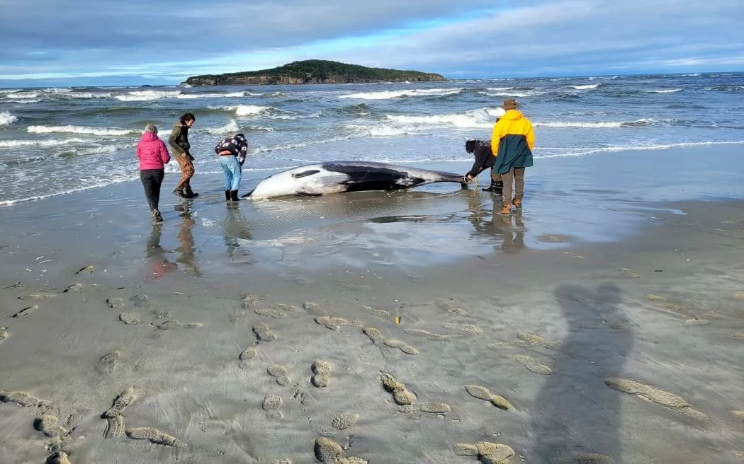Xác cá voi răng thuổng siêu hiếm dạt bãi biển New Zealand
