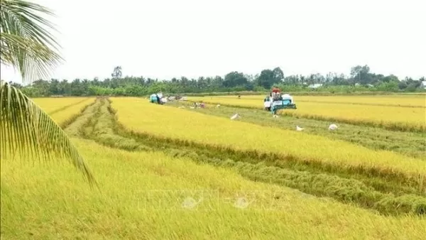 High quality varieties help Vietnamese rice industry's growth: Experts