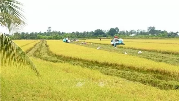 Deputy PM Tran Luu Quang urges accelerating implementation of 1 million hectare of high-quality rice project