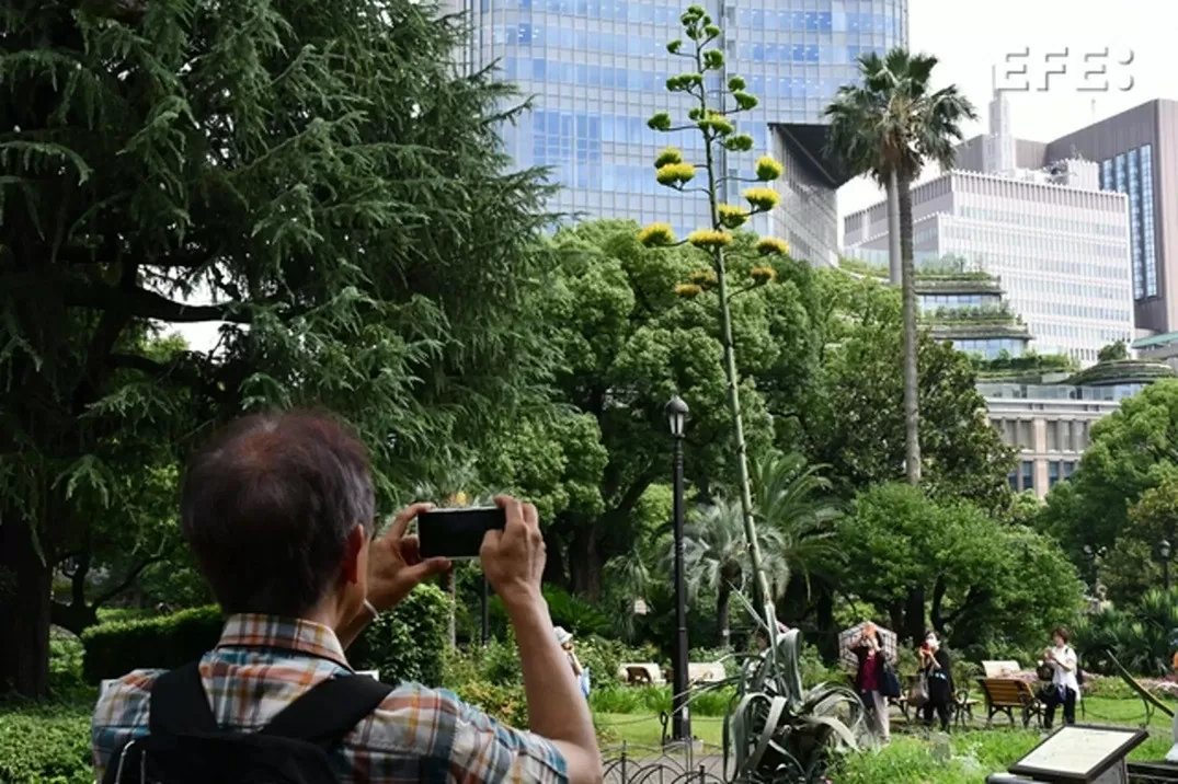 Cây 100 năm nở hoa 1 lần