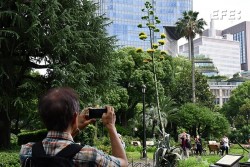 Nhật Bản: Cây trăm năm mới nở một lần ra hoa ở công viên Tokyo