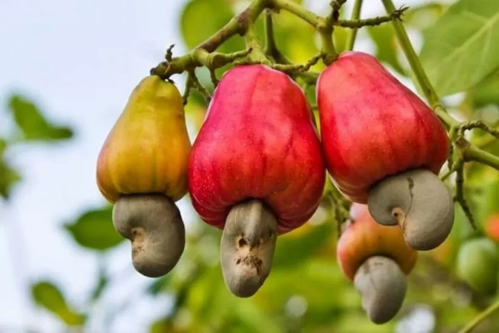 Cambodia is Vietnam's largest source of cashew nuts