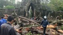 Campuchia: Mưa giông, một du khách thiệt mạng do cây cổ thụ đổ trước đền Angkor Thom