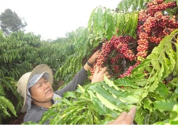 A farmer harvesting coffee in Kon Tum Province. Vietnamese coffee export prices to the United Kingdom surged in the first half of 2024. (Photo: VNA)