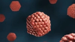 Virus Herpes tấn công não, nguy cơ tử vong tới 70% - Đã tìm ra loại gen điều trị bệnh này