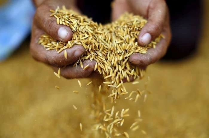Thái Lan đã xuất khẩu 1,2 triệu tấn gạo trong tháng 6, tăng 78,7% so với cùng kỳ năm ngoái, qua đó đưa xuất khẩu gạo của nước này trong nửa đầu năm lên 5,08 triệu tấn, tăng 25% so với cùng kỳ năm ngoái. (Nguồn: Bangkok Post) Thái Lan đã xuất khẩu 1,2 triệu tấn gạo trong tháng 6, tăng 78,7% so với cùng kỳ năm ngoái, qua đó đưa xuất khẩu gạo của nước này trong nửa đầu năm lên 5,08 triệu tấn, tăng 25% so với cùng kỳ năm ngoái. (Nguồn: Bangkok Post)