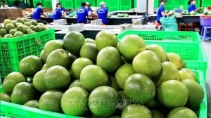 Vietnam’s fresh pomelo licensed to export to RoK