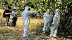 Campuchia: Bệnh nhân nhiễm cúm gia cầm H5N1 do tiếp xúc gà chết