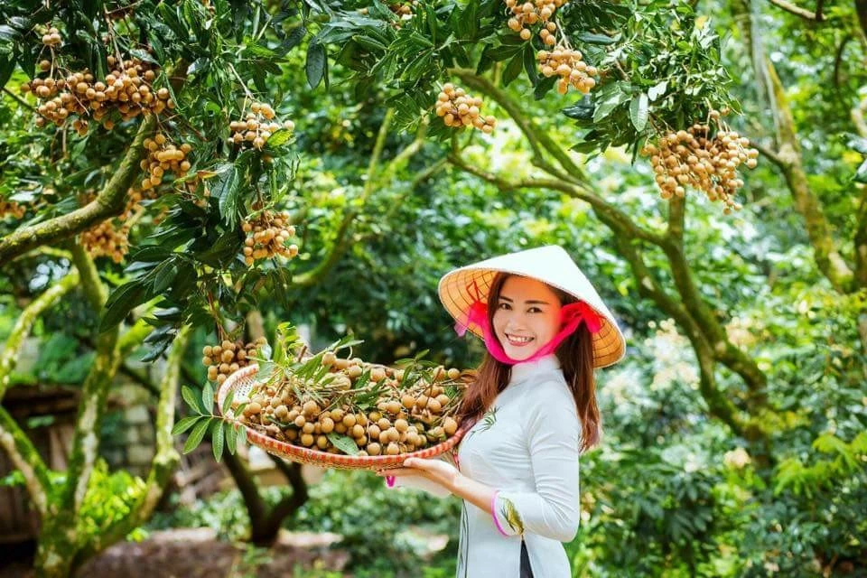 Hung Yen farmers earn big from specialty longan